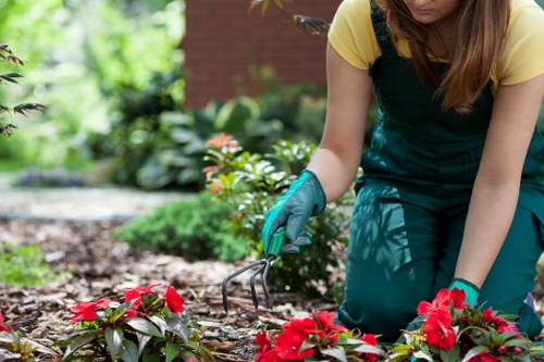Algae and moss removal from a Bloomsbury courtyard patio