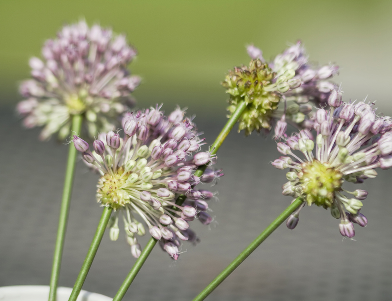 garden design grass cutting