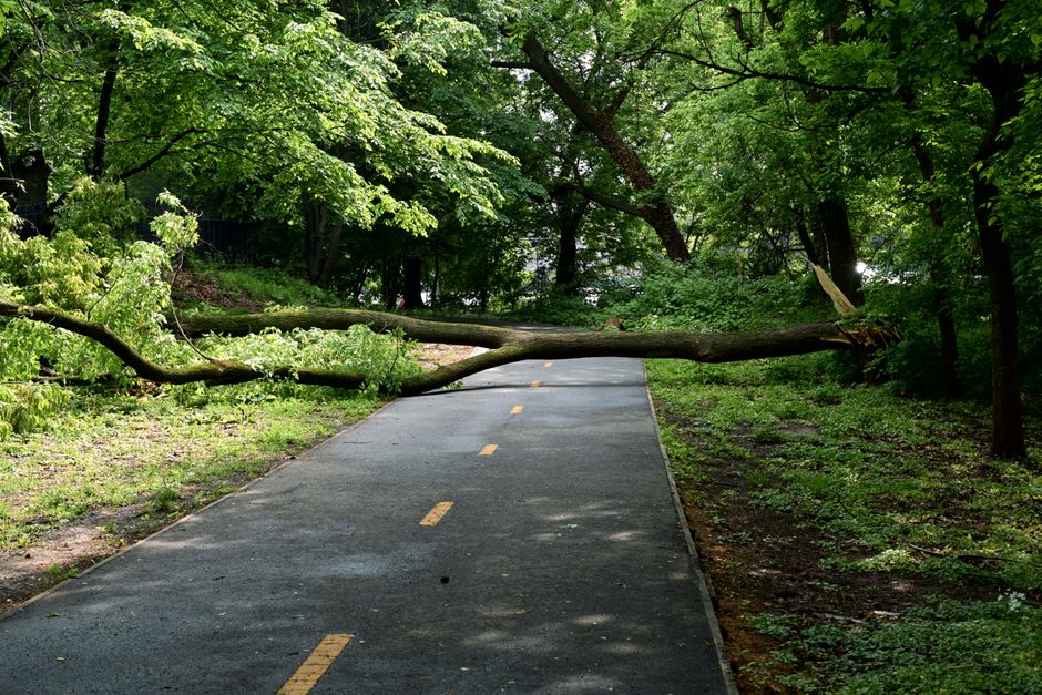 A narrow asphalt pathway in a lush green park is blocked by a large, fallen tree branch extending across its width. The pathway has a double yellow line in the center and is surrounded by dense foliag