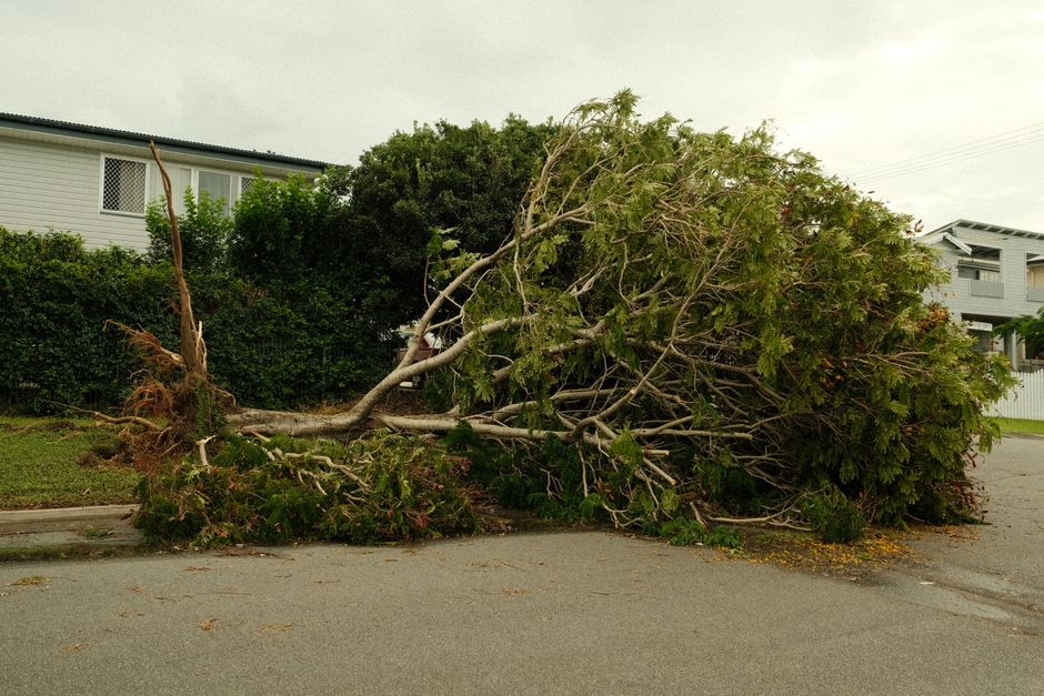 A narrow asphalt pathway in a lush green park is blocked by a large, fallen tree branch extending across its width. The pathway has a double yellow line in the center and is surrounded by dense foliag