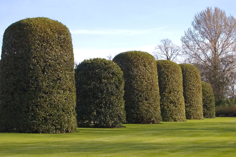 garden plants