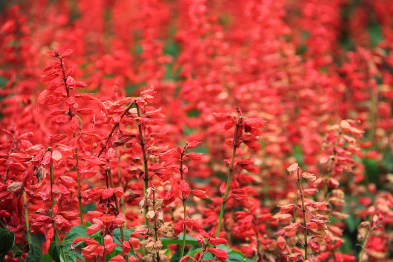 Garden yard